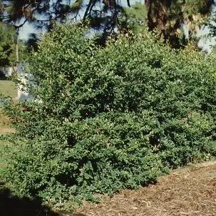 thumbnail for publication: Syzygium paniculatum Brush Cherry